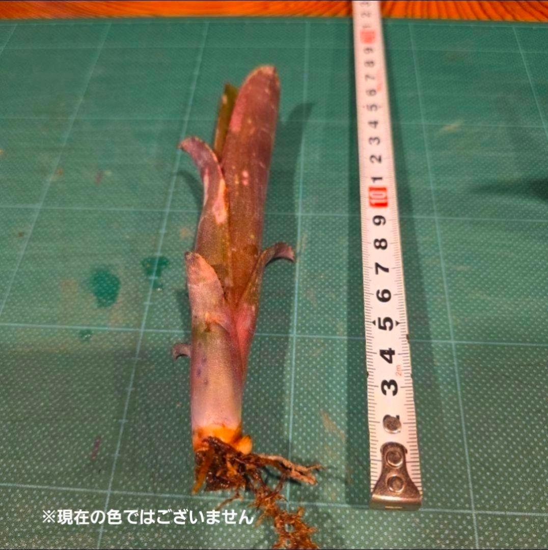 ビルベルギア ディッピンドッツ】孫株出そうな突起付き♪発根済