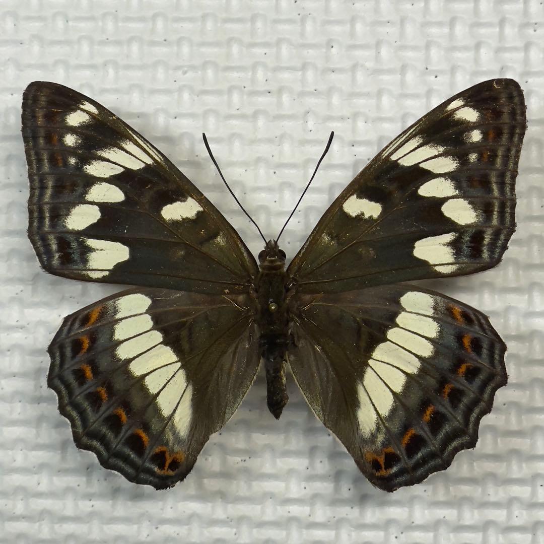 蝶標本 北海道産ミヤマカラスシジミ・オオイチモンジ♀ 野濱実秀斎様専用