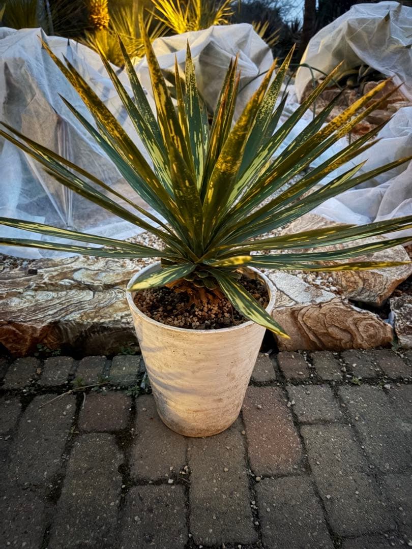 ユッカ グロリオサ 散り斑 う - メルカリ