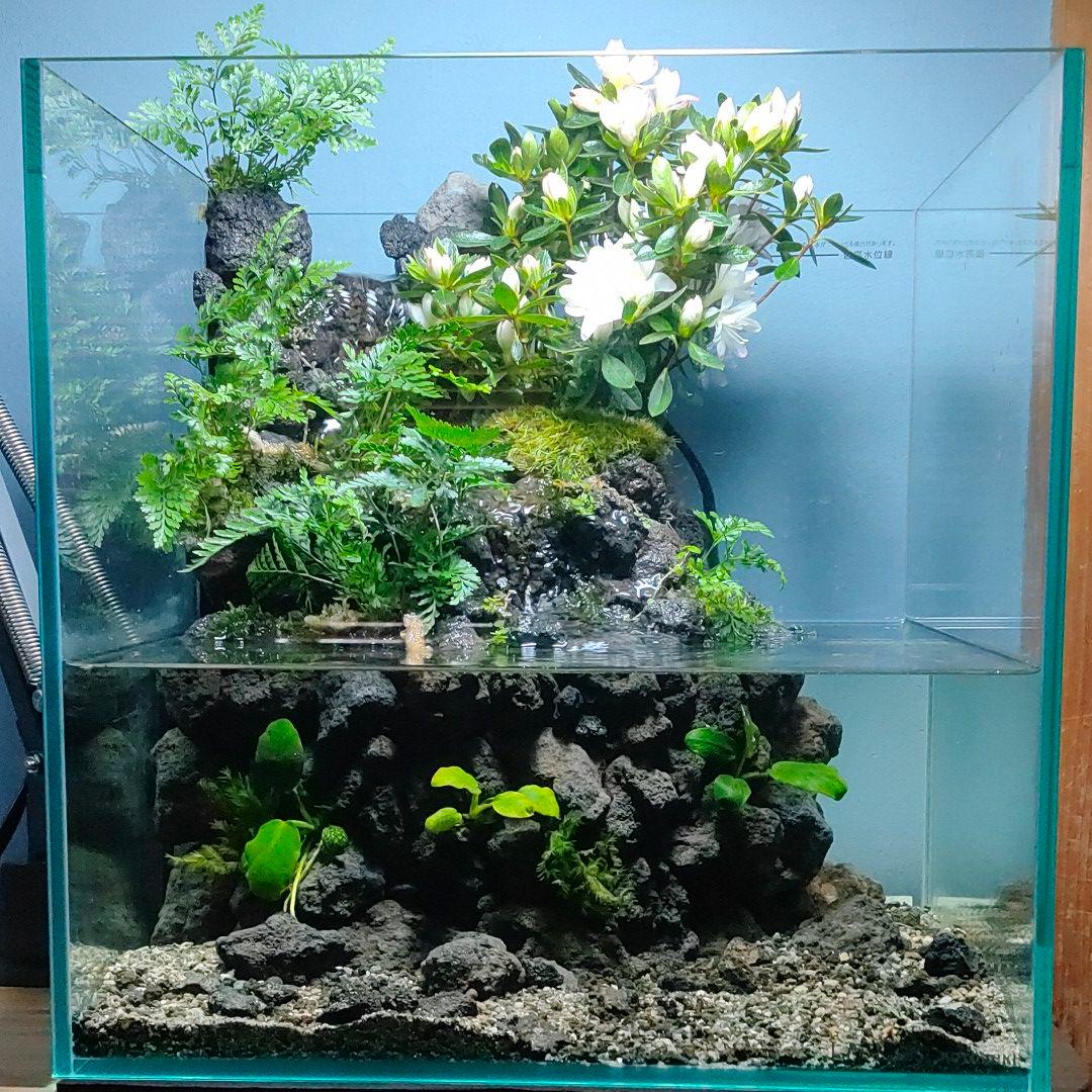 ☆ユイ様専用☆【レイアウト済み30㌢水槽】滝と渓谷のアクアテラリウム