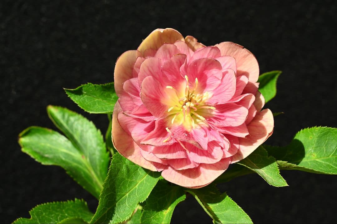 クリスマスローズ 認定フレグランス 加藤農園