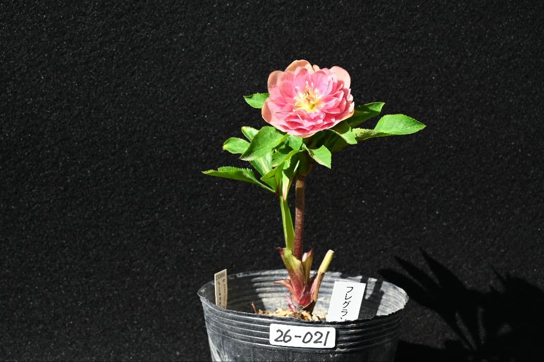 クリスマスローズ 認定フレグランス 加藤農園