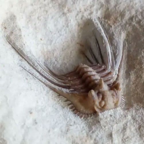 三葉虫　USA　ケトネラスピス　極美　希少