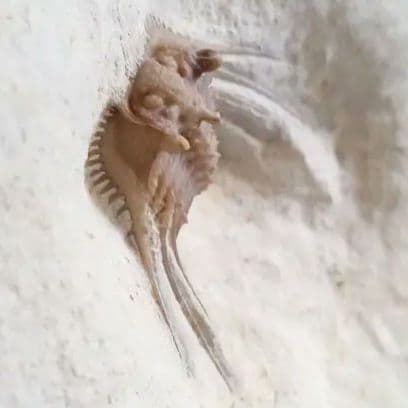 三葉虫　USA　ケトネラスピス　極美　希少