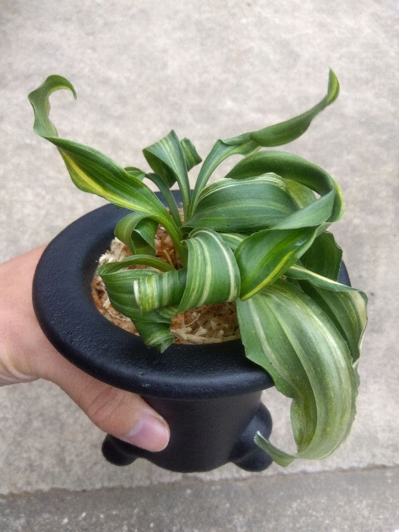 pao.様専用 万年青 おもと 獅子 縞斑 4号陶器鉢つき 3株群生❗ ら