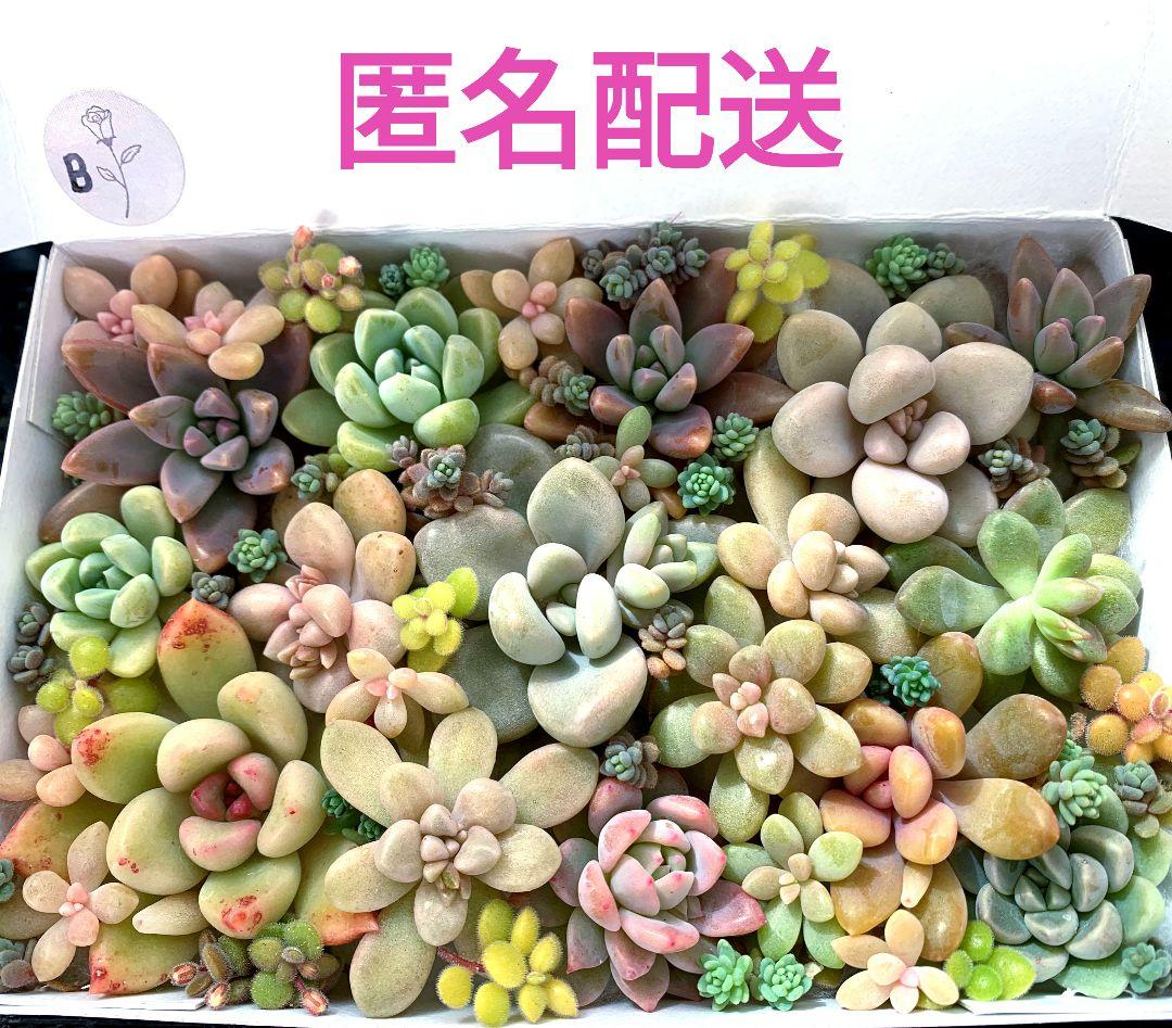 B】多肉植物 寄せ植え カット苗セット エケベリア セダム 多肉弁当