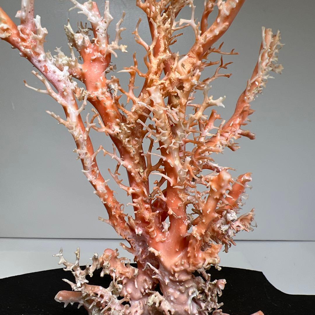 本桃色珊瑚原木　ケース付　東Y7-1209④トヒオ