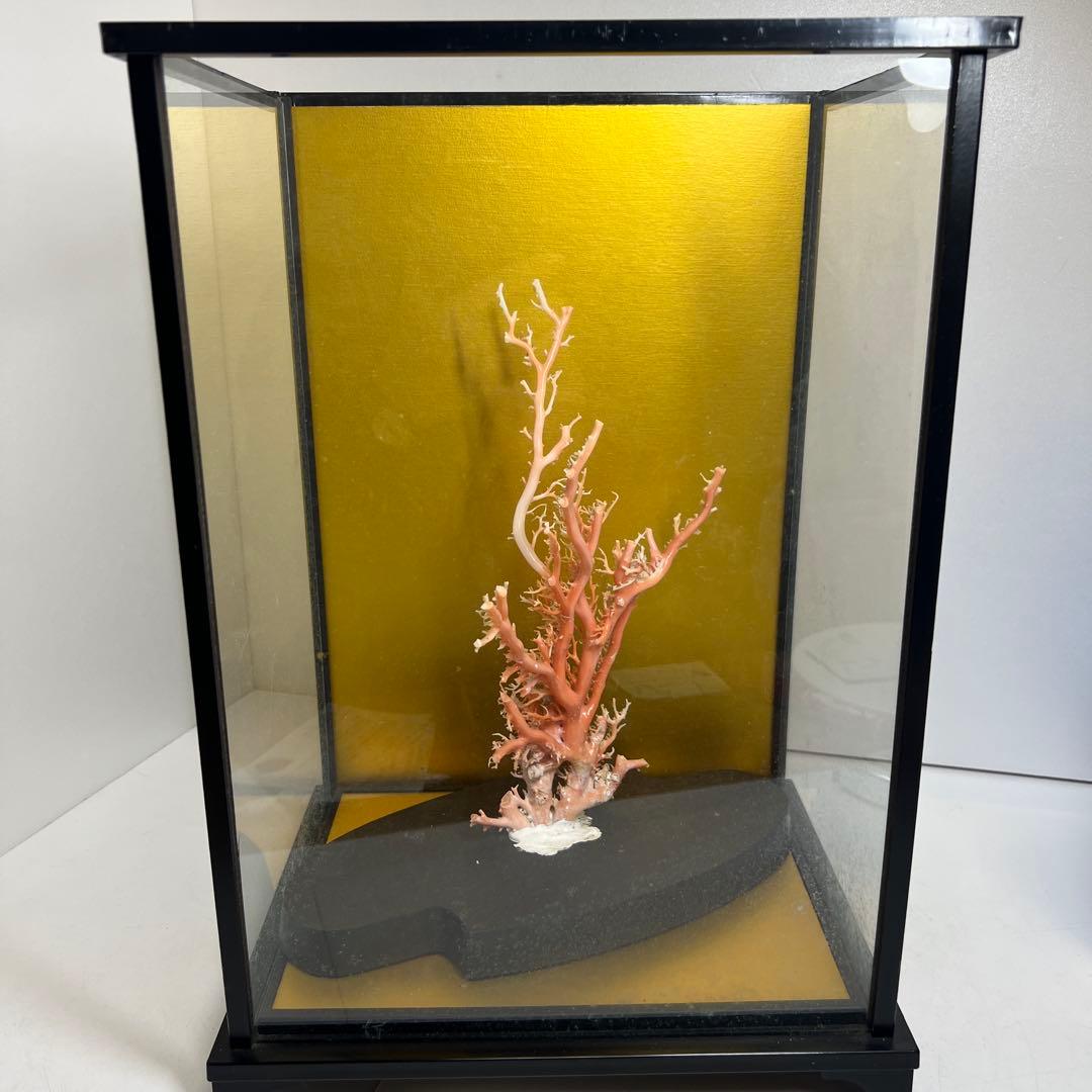 本桃色珊瑚原木　ケース付　東Y7-1209④トヒオ