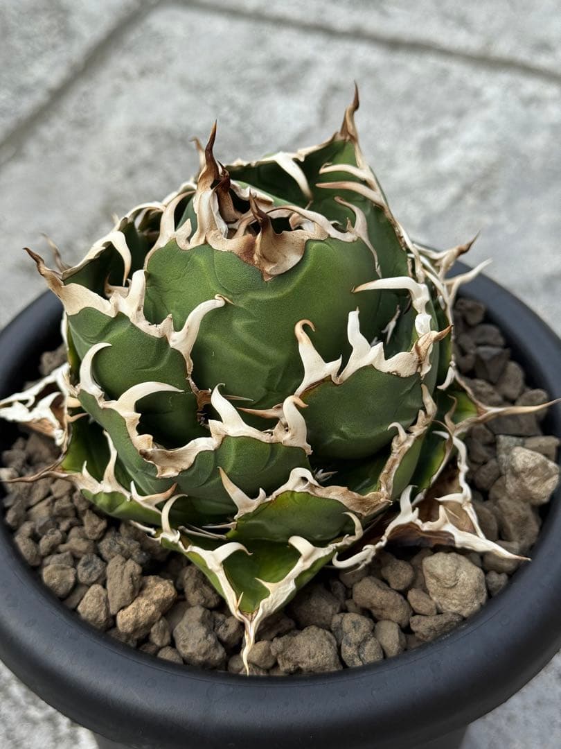 アガベ チタノタ 白鯨 発根済み 大株 ハデス シーザー シロサイ