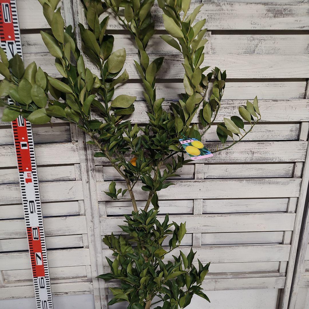 花柚子 3年生 大苗 結実実績あり！ - メルカリ