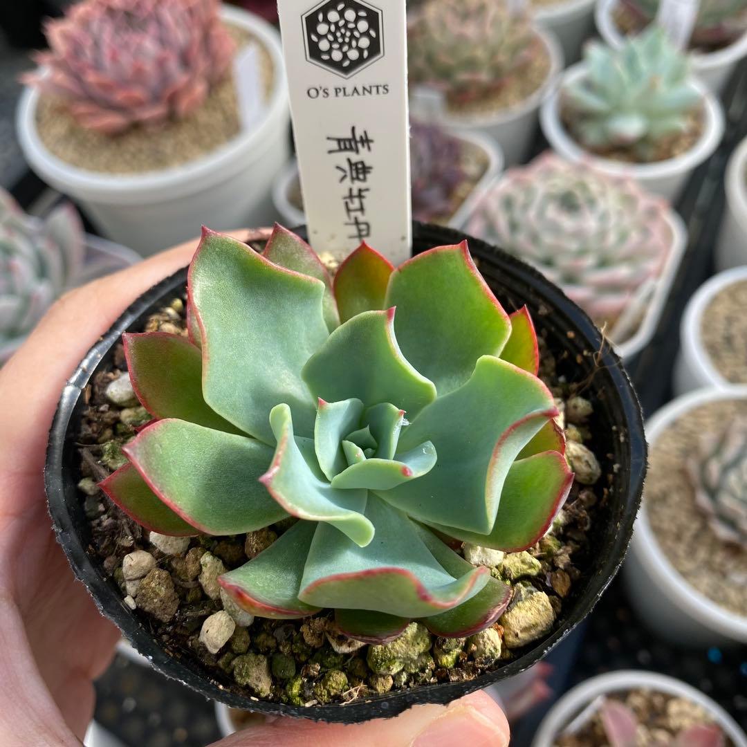 多肉植物 エケベリア 青典牡丹 オーズさん苗 札付き - メルカリ