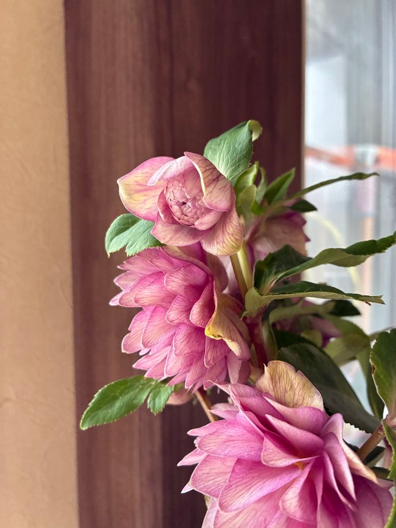 ♡加藤農園♡豪華ボリュームDDピンクゴールド白抜け横向き