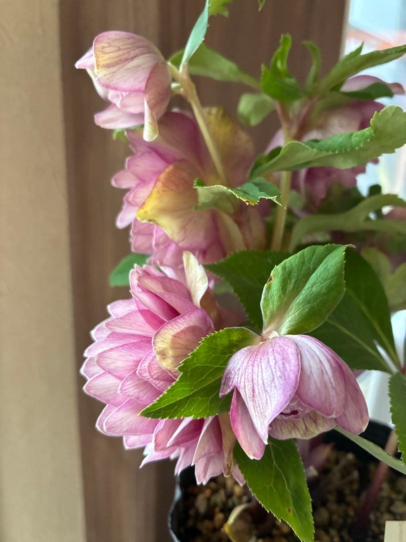 ♡加藤農園♡豪華ボリュームDDピンクゴールド白抜け横向き