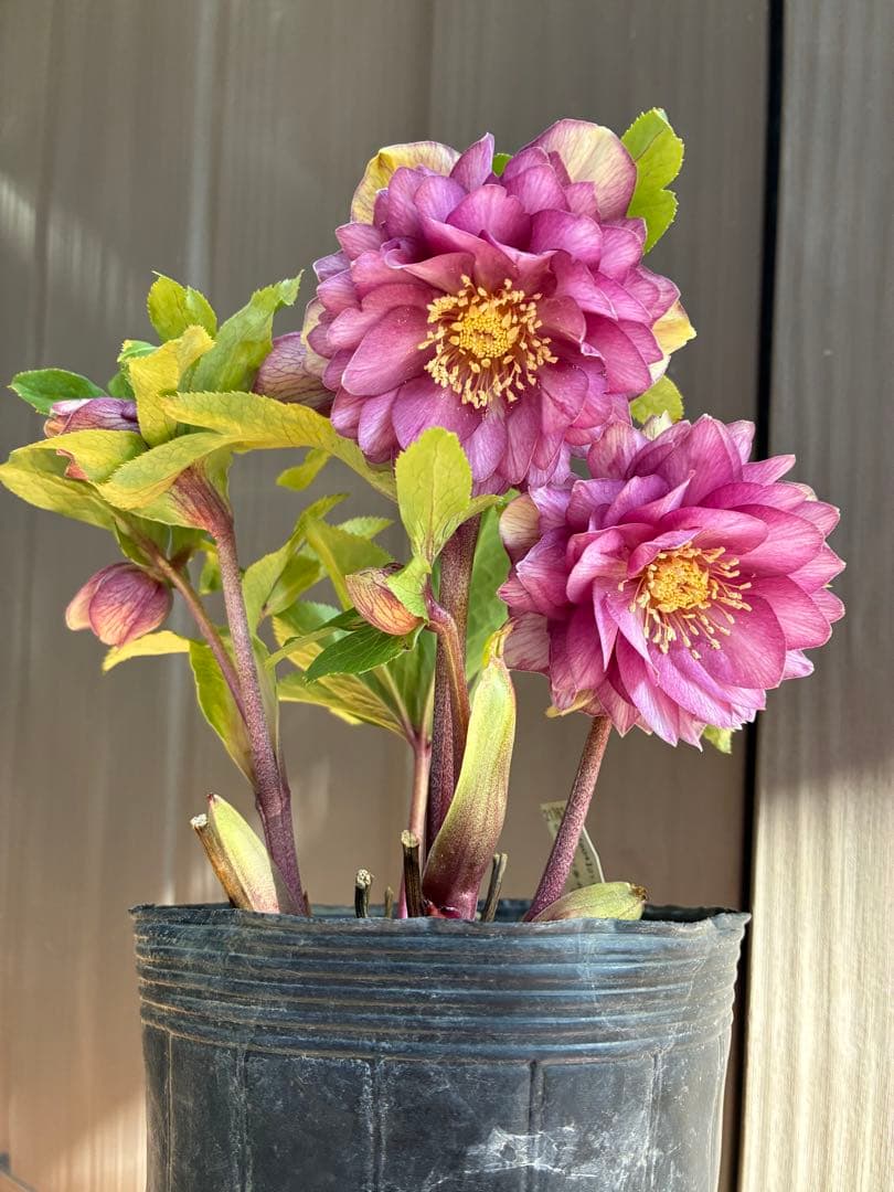 ♡加藤農園♡豪華ボリュームDDピンクゴールド白抜け横向き