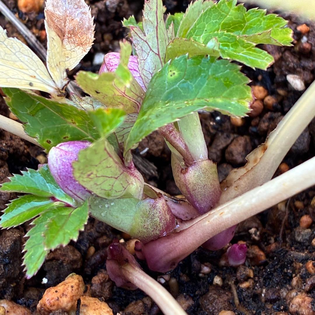 衛*様 3415☘️蕾付き☘️極上☘️⭐️小輪⭐️ ハートSD⭐️オーレア⭐️大