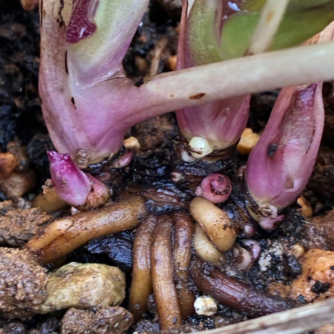 衛*様 3415☘️蕾付き☘️極上☘️⭐️小輪⭐️ ハートSD⭐️オーレア⭐️大