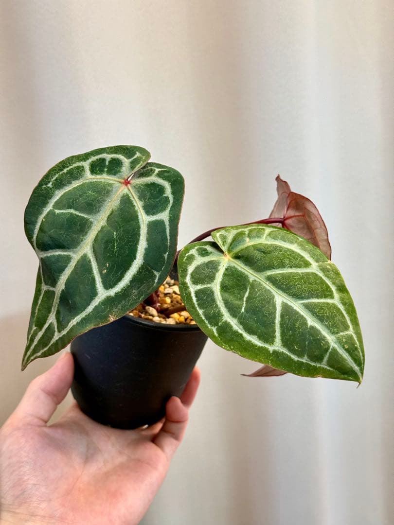 アンスリウム ミシェル ドックブロック - メルカリ