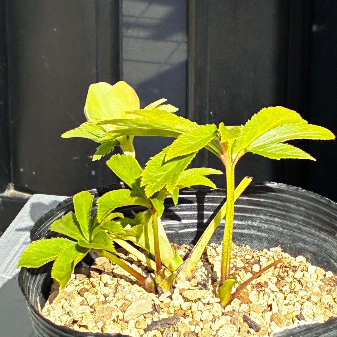 植*鑑様 3564☘️蕾花付き☘️⭐️超希少⭐️一茶⭐️コロコロ小輪⭐️キープカ