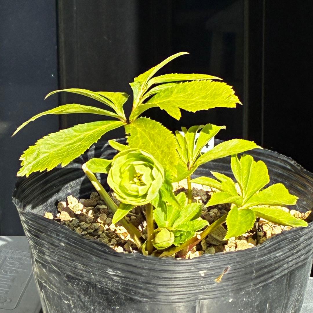 植*鑑様 3564☘️蕾花付き☘️⭐️超希少⭐️一茶⭐️コロコロ小輪⭐️キープカ