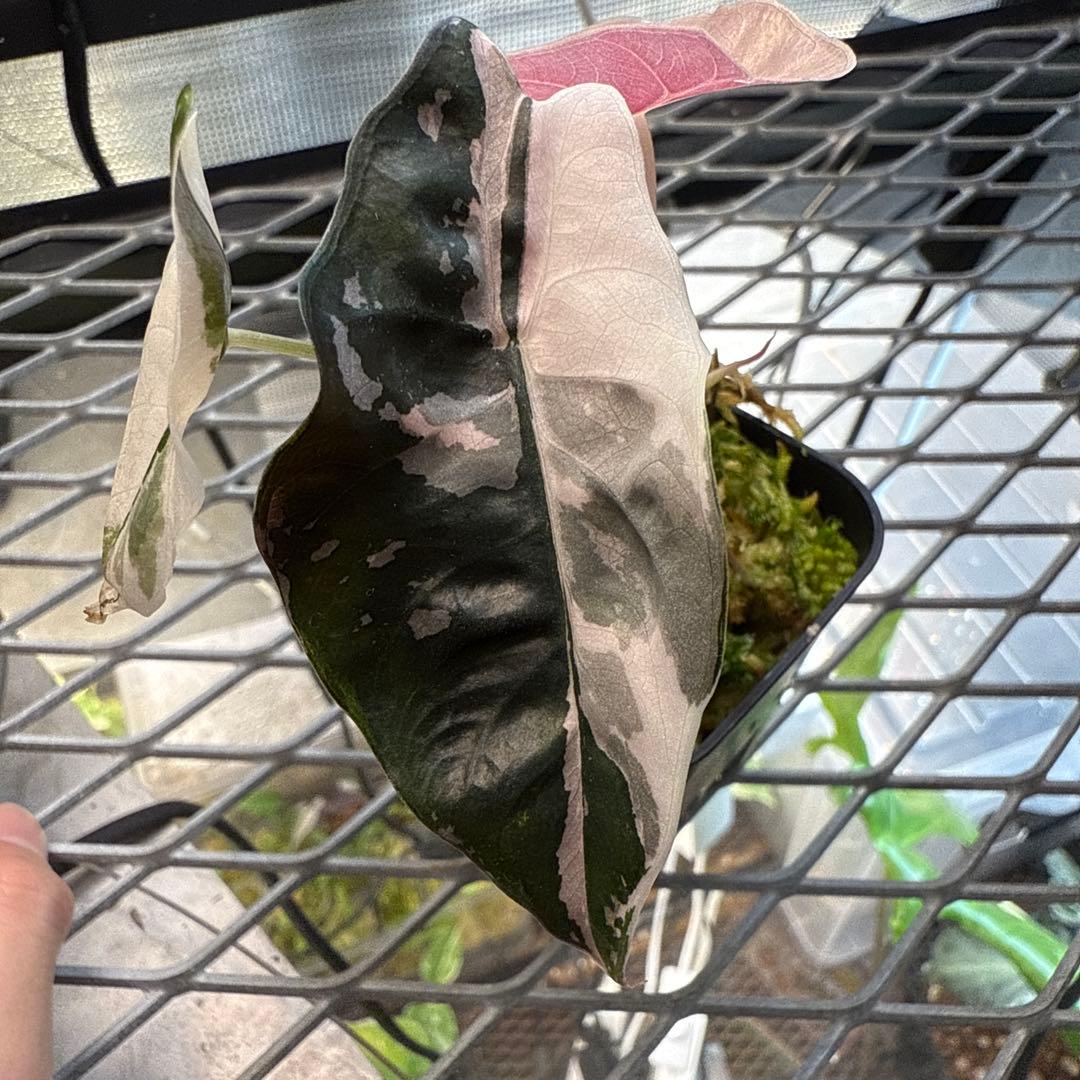 ★*★様 極上 アロカシア チャントリエリ ピンク Alocasia chantrieri pink /アロカシア シャントリエリ ピンク④