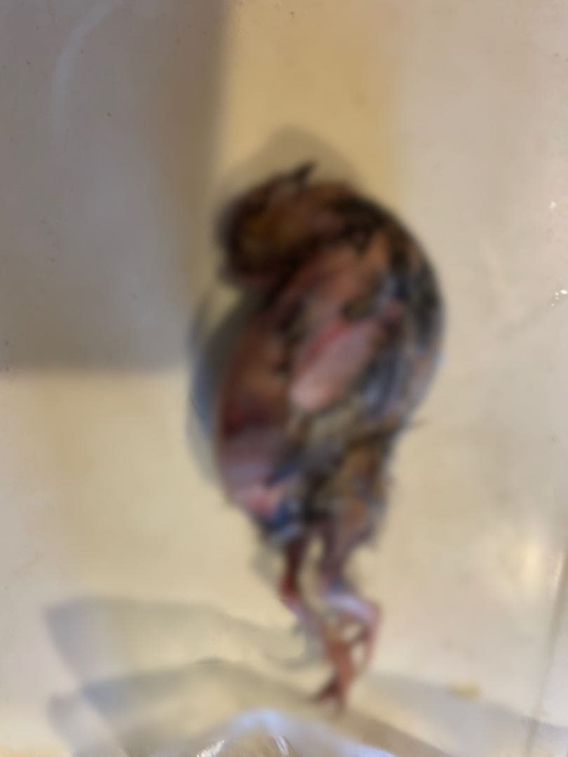 冷凍　親うずら　未処理100羽入　 数量限定 残２個 冷凍 親うずら 未処理100羽入 数量限定 残2個 ウズラ100羽餌用 頭付き