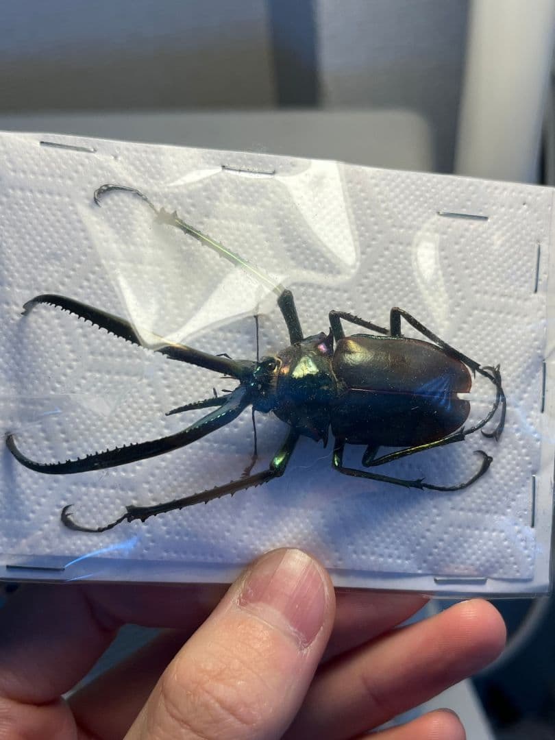 未展足73mm】ホロメタリクスチリクワガタ シワバネクワガタ