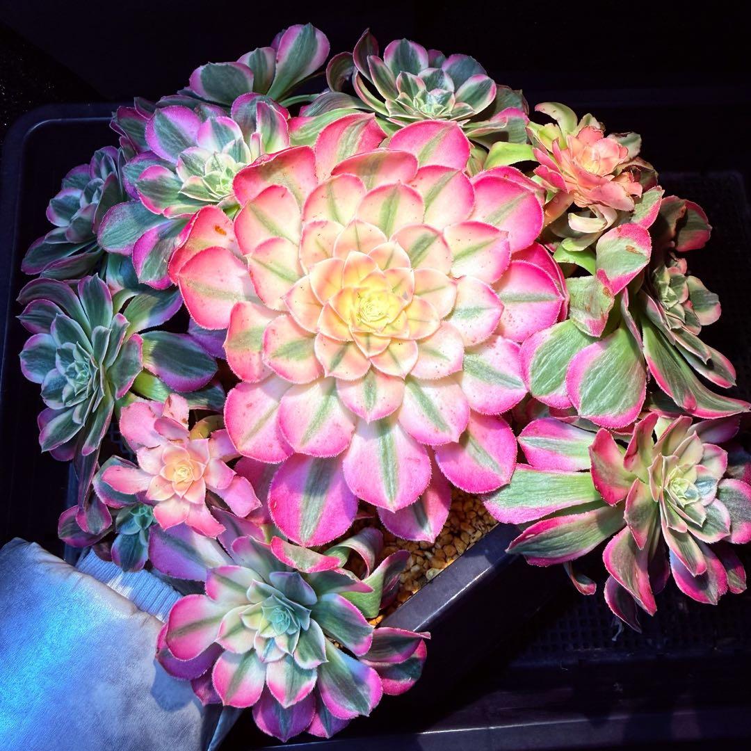 新入荷　レア新品種　アエオニウム　エレガントクイル(群生)31cm超大品　法師錦 新入荷 超レア新品種 アエオニウム 万華鏡錦(大群生) 法師錦 超大株