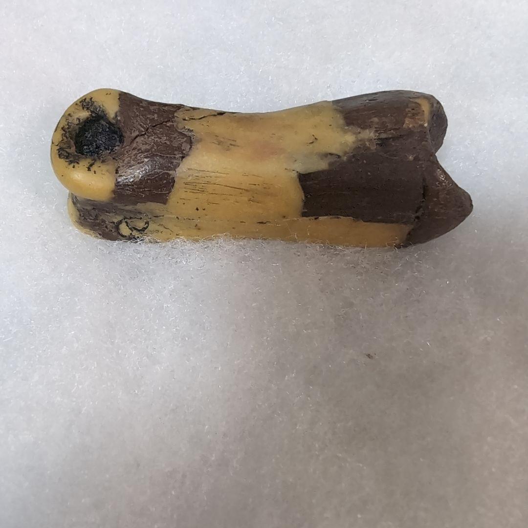 本物 恐竜 T-REX ティラノサウルスの指骨 化石 補修あり モンタナ