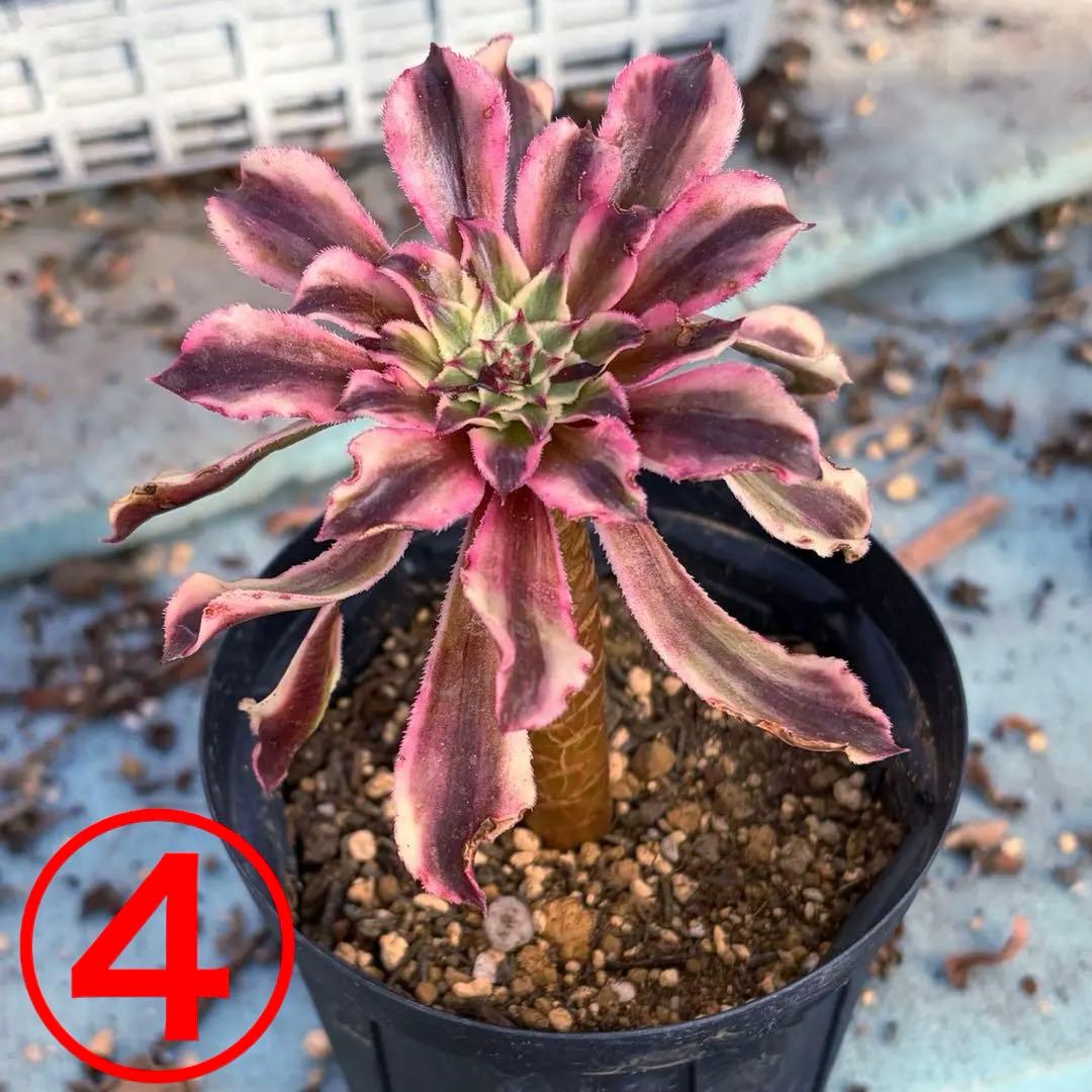 リリー☆様のお部屋　アエオニウム　V錦錦　紫浪　抜き苗