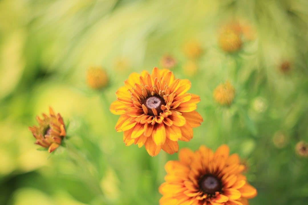 《希少》RICOH XR RIKENON 50mm F1.4 【美品】