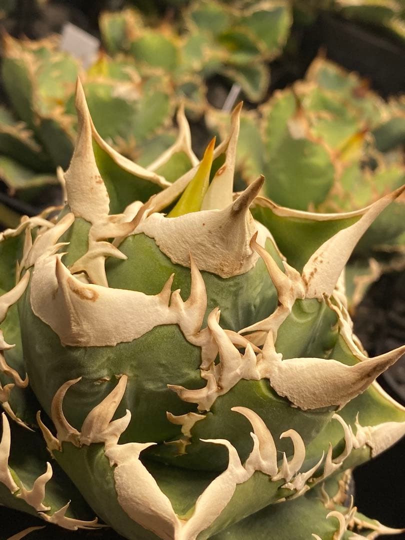 lize 大白鯊　間違い無しのドーベルP血統　子株販売