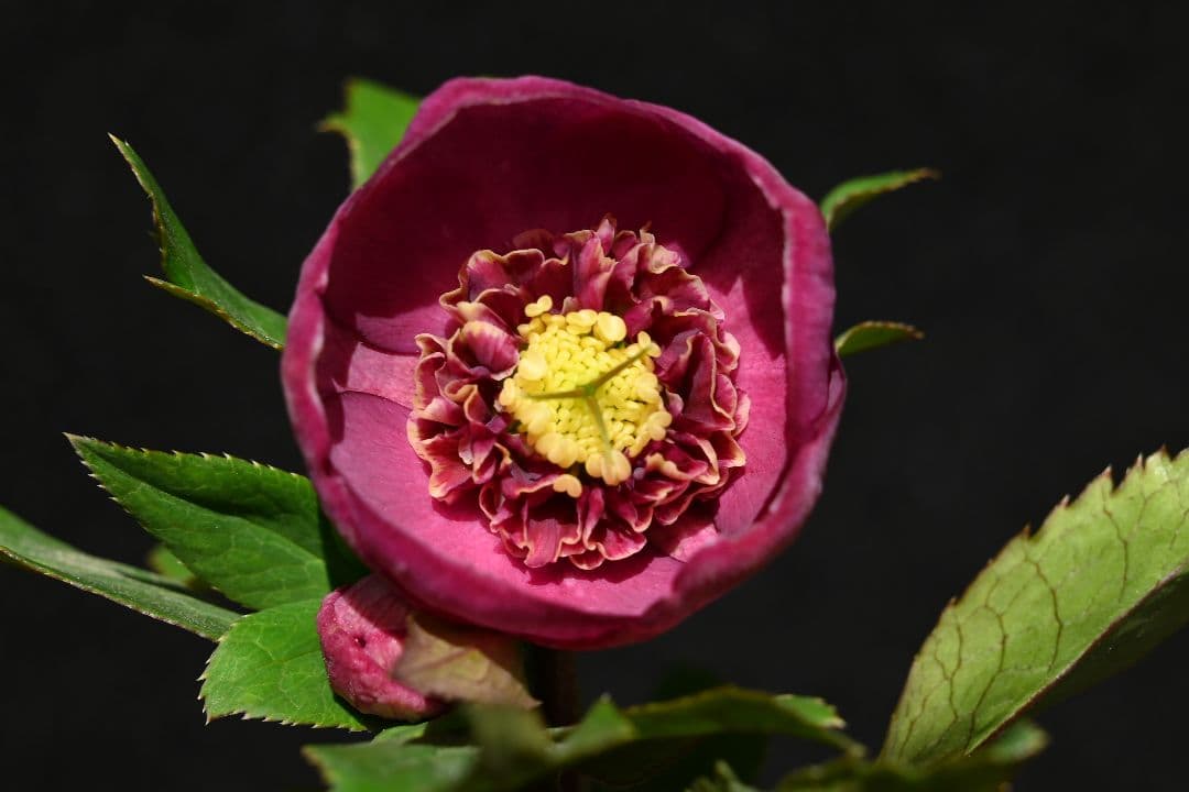 クリスマスローズ　sd小輪レッドソフトカップ咲き　加藤農園 クリスマスローズ sdレッドソフトカップ咲きタイプ 加藤農園 - メルカリ