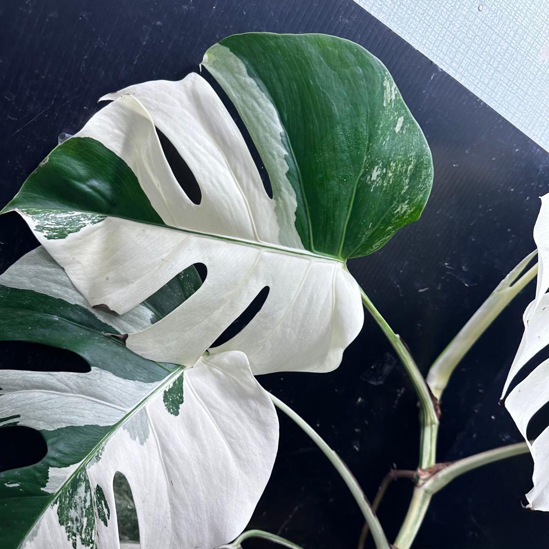 葛*湯様 斑入りモンステラ ホワイトタイガー極美大株59cm白斑多 - メルカリ