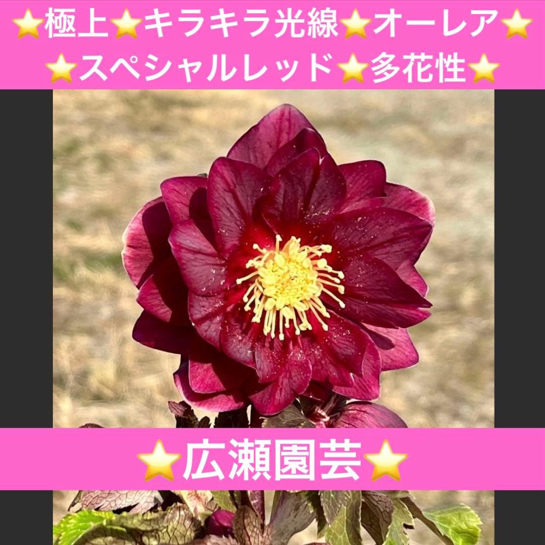 ち*る様 3316⭐️極上⭐️キラキラ光線⭐️スペシャルレッド⭐️多花性⭐️オー 咲-Saki-頂上決戦 スロット/スマスロ】エンディング・スペシャルの