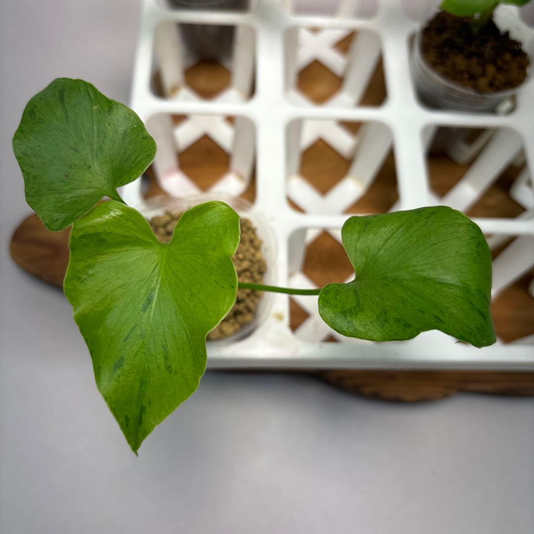 様 5株セットms12selloum Var フィロデンドロン・セローム・斑