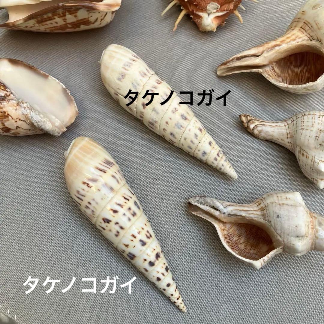 大型•珍品】貝殻コレクション8個｜ショウジョウガイ・タケノコガイ他