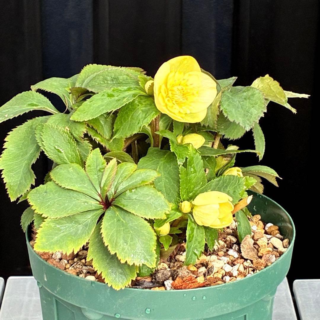 タ*ン様 3500❤️沢山☘️蕾花タグ付☘️ボリュームSD⭐️超小輪⭐️オーレア