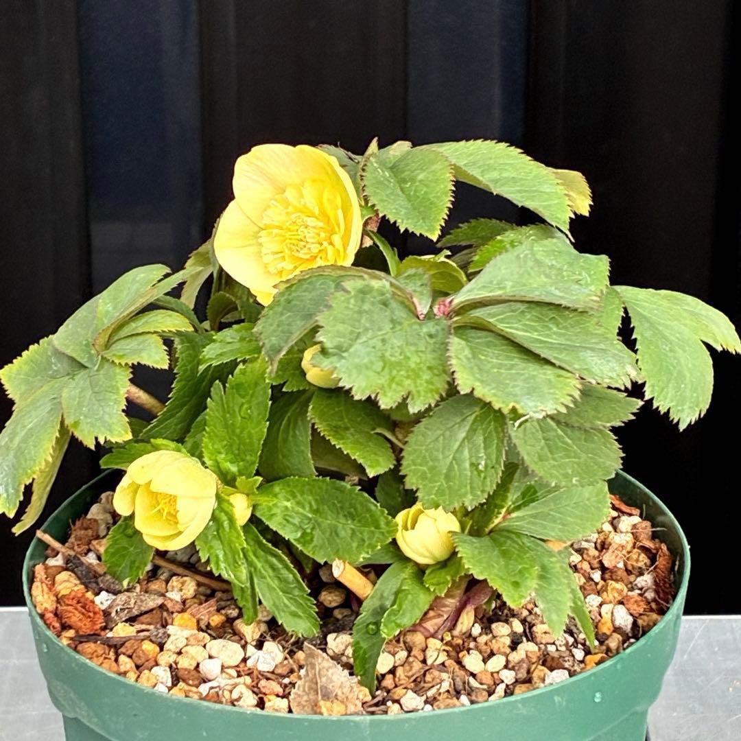 タ*ン様 3500❤️沢山☘️蕾花タグ付☘️ボリュームSD⭐️超小輪⭐️オーレア