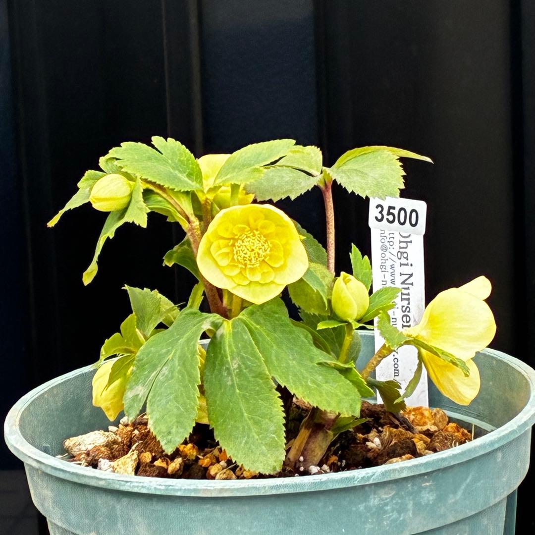 タ*ン様 3500❤️沢山☘️蕾花タグ付☘️ボリュームSD⭐️超小輪⭐️オーレア