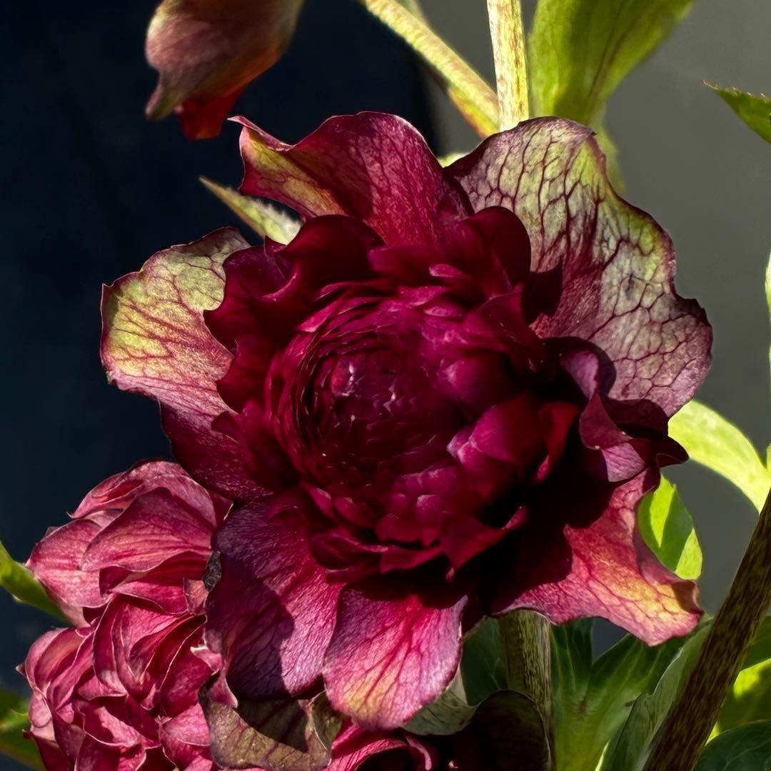 ｍ*a様 585☘️蕾花付☘️トンガリ個性的☘️6号⭐️小中輪⭐️超スーパー多弁