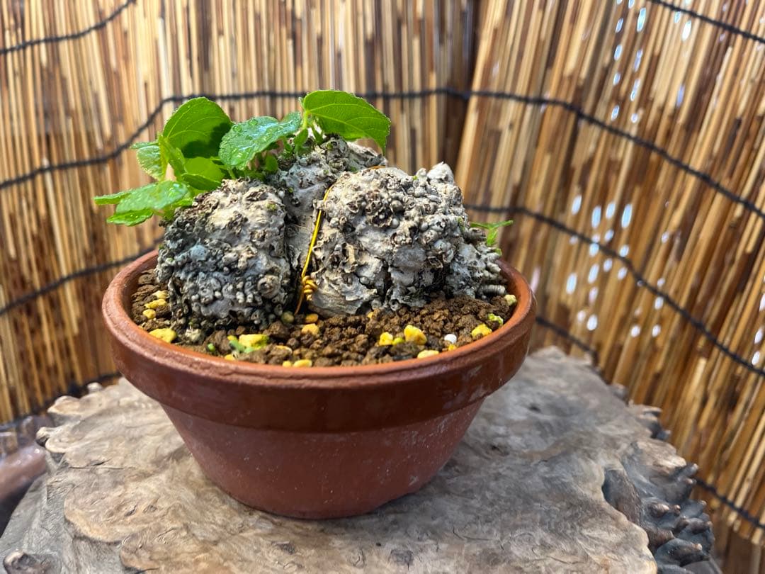 ✨✨✨オキナワイボオオハマボウ【◎美株品】/ユウナ/ハート葉happy