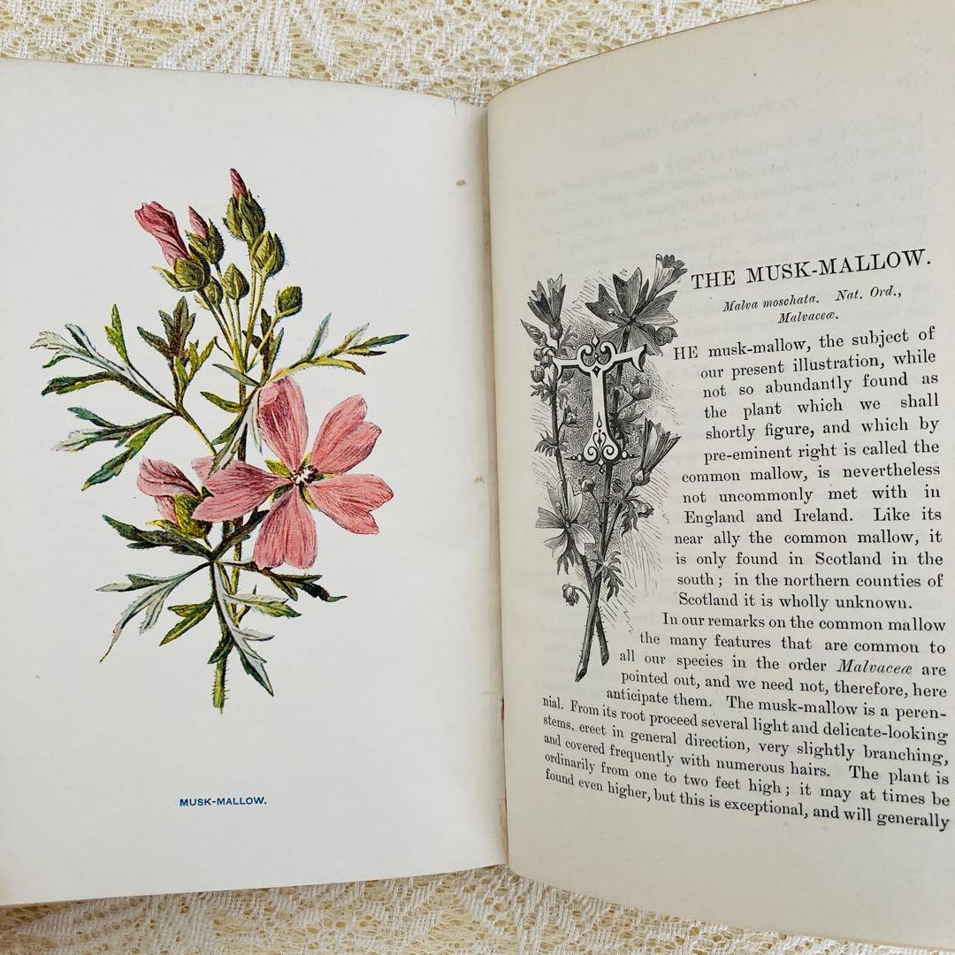 洋書古書 希少 Familiar Wild Flowers アンティーク植物図鑑