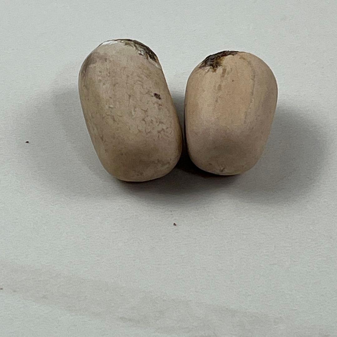 D84新鮮な種 エンセファラルトス・ホリダス 種子2粒 - メルカリ