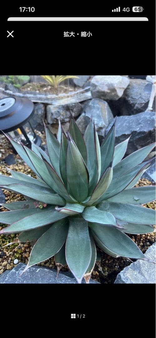 けろぴ屋1/20~寒波の為発送遅延可能性専用