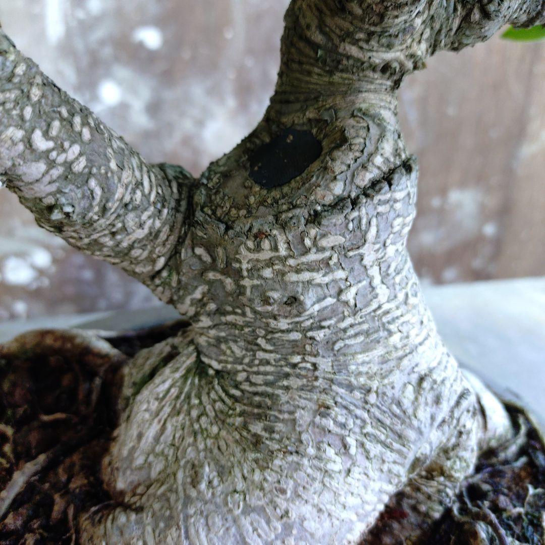 瑞祥か九重松（幹根元直径約15センチ）盆栽持ち込み古い