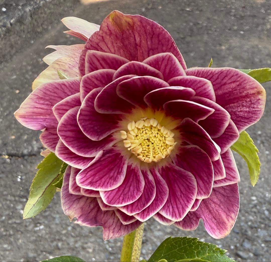 ☆ラベル有り☆美しいくっきり覇輪☆ソレイユレッド☆クリスマスローズ