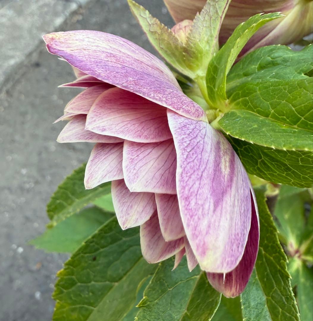 ☆ラベル有り☆美しいくっきり覇輪☆ソレイユレッド☆クリスマスローズ