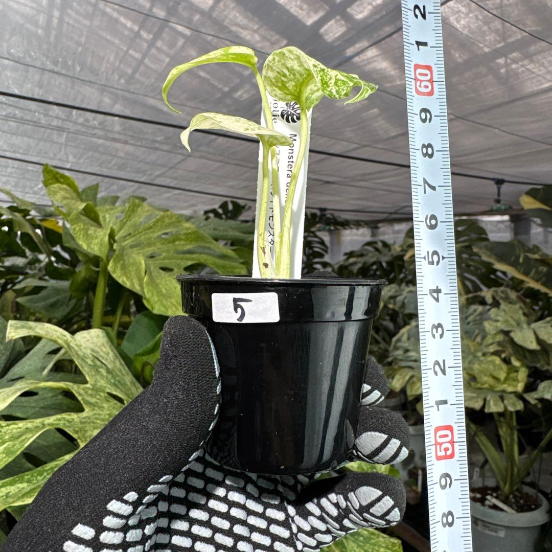 5モンステラ デリシオーサ ホワイトモンスター 天津蘭 - メルカリ