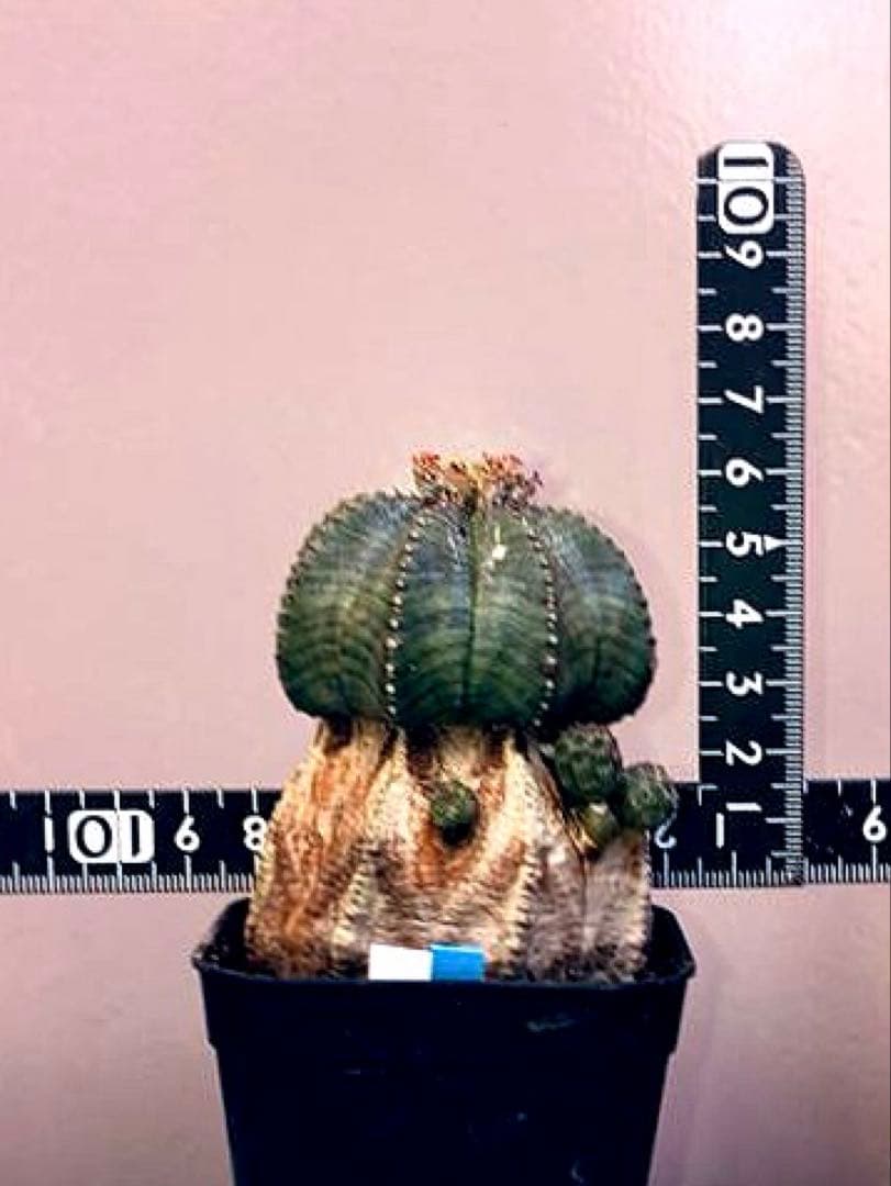 《2.5号WB》ユーフォルビア　オールドオベサ　雌株