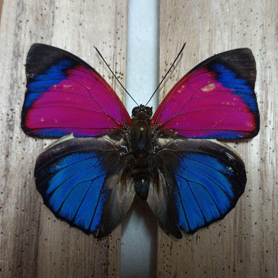 蝶標本】クラウディナサルダナパルス アグリアス ミイロタテハ - メルカリ